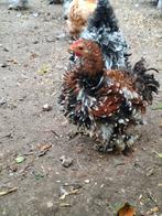 3 jonge hanen. Cochin krulveer., Dieren en Toebehoren, Mannelijk, Kip