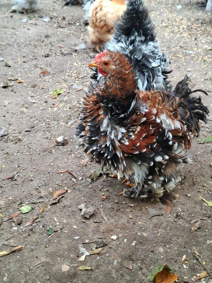 3 jonge hanen. Cochin krulveer., Dieren en Toebehoren, Pluimvee, Kip, Mannelijk
