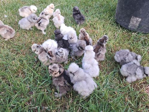 Usa zijdehoen hen kuikens, Dieren en Toebehoren, Pluimvee, Kip