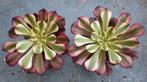 Aeonium meiji, Vetplant, Ophalen of Verzenden, Minder dan 100 cm, Volle zon