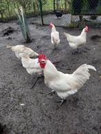 Broedeieren Poule de Bresse, Geslacht onbekend, Kip