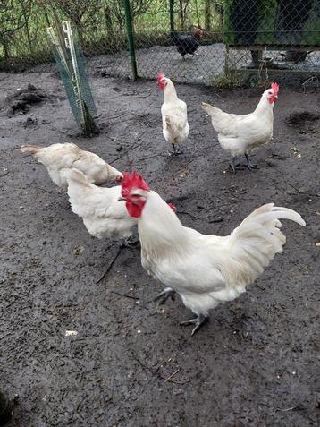Broedeieren Poule de Bresse beschikbaar voor biedingen
