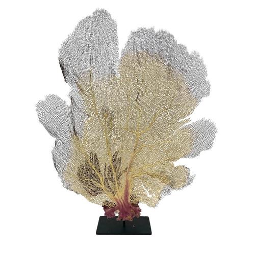 Te koop: Diverse prachtige zeewaaiers!, Huis en Inrichting, Woonaccessoires | Droogbloemen, Nieuw, Ophalen of Verzenden