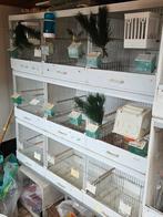 9 kunstof broedkooien + stokken voer/drinkbak € 250 totaal, Dieren en Toebehoren, Vogels | Hokken en Kooien, Ophalen, Zo goed als nieuw