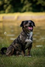 Jack Russell Dekreu Odin, Parvo, Reu, Eén hond, 3 tot 5 jaar