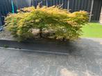 Mooie Acer palmatum dissectum (japanse Esdoorn), Ophalen, Halfschaduw, Overige soorten, Lente