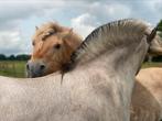 GEZOCHT pachtgrond of huurgrond, Weidegang, 4 paarden of pony's of meer