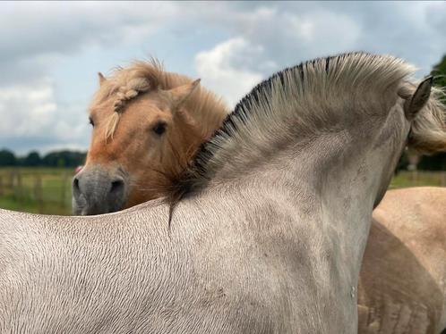 GEZOCHT pachtgrond of huurgrond, Dieren en Toebehoren, Stalling en Weidegang, Weidegang, 4 paarden of pony's of meer
