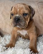 Bullforce Old English Bulldog pups, Nederland, Parvo, 8 tot 15 weken, Bulldog