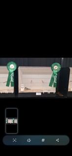 Koolmezen, Dieren en Toebehoren, Meerdere dieren, Geringd