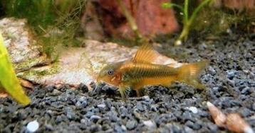 Corydoras goldstripe €6.95 per stuk & 10=€64.50 beschikbaar voor biedingen