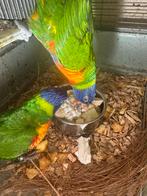 Lories van de blauwe bergen, papegaai, Dieren en Toebehoren, Papegaai, Tam