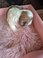 Zeer mooie shih tzu pups, HCC (leverziekte), Overige rassen, 8 tot 15 weken, Meerdere