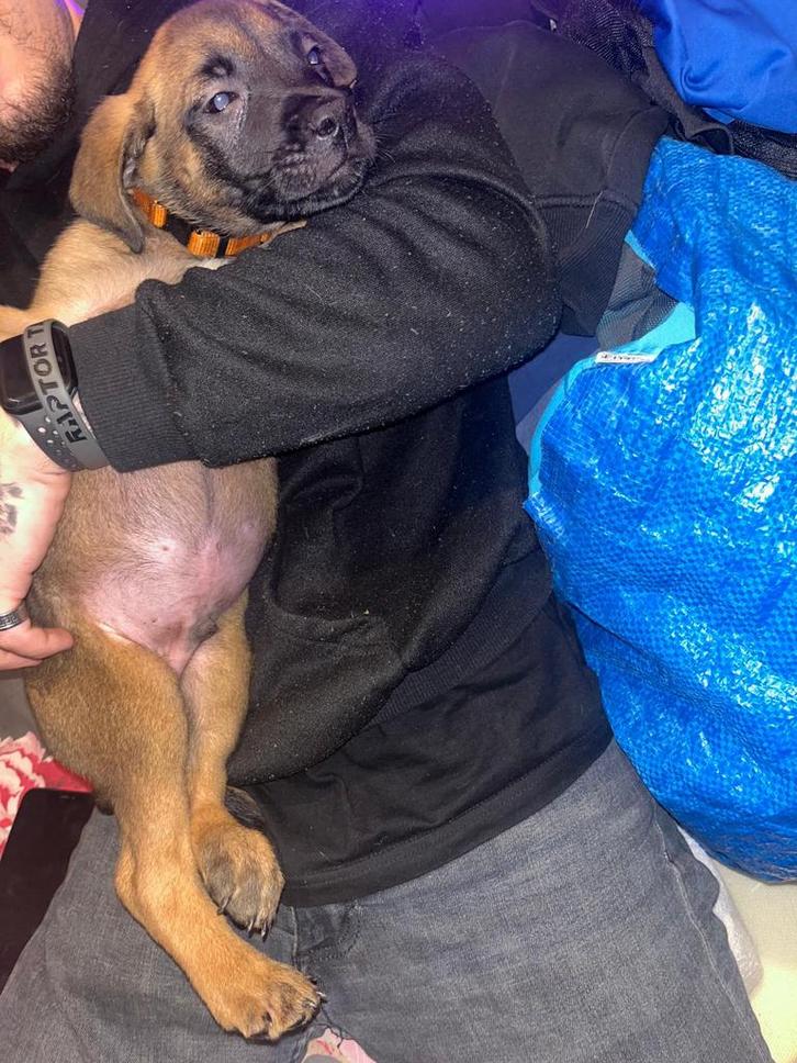 Mechelse herder x presa canario pups, Dieren en Toebehoren, Honden | Herdershonden en Veedrijvers, Reu, Herder, Particulier, Meerdere