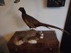 Opgezette fazant taxidermie taxydermie vogel vogels, Ophalen of Verzenden, Zo goed als nieuw, Vogel, Opgezet dier