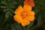 Zaden afrikaantje oranje enkelbloemig (Tagetes patula), Ophalen of Verzenden, Voorjaar, Volle zon, Zaad
