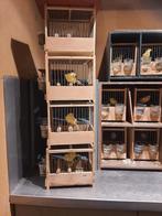 Waterslagers, Mannelijk, Zangkanarie