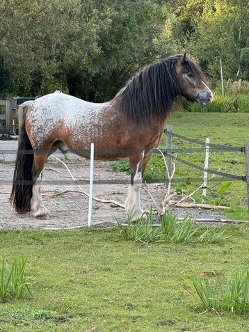 Super toffe knappe tinker ruin beschikbaar voor biedingen
