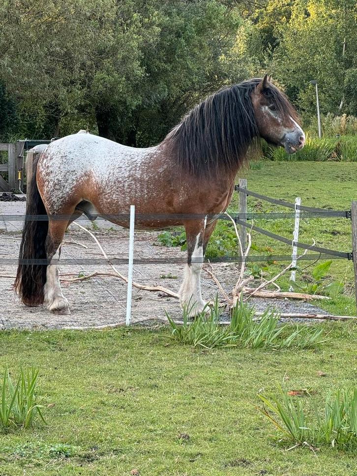 Super toffe knappe tinker ruin, Dieren en Toebehoren, Pony's, Ruin, D pony (1.37m tot 1.48m), Recreatiepony, 7 tot 10 jaar, Gechipt