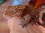 Patternless en spotless wimpergekko vrouw, Hagedis