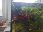Endler guppen baby, Dieren en Toebehoren, Vissen | Aquariumvissen, Vis, Zoetwatervis