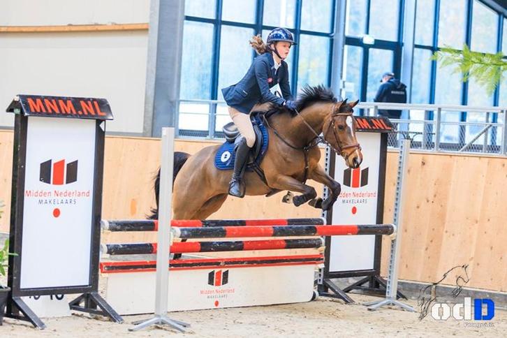 knappe 7 jarige welsh, Dieren en Toebehoren, Pony's, Merrie, B, D pony (1.37m tot 1.48m), Springpony, 7 tot 10 jaar, Met stamboom