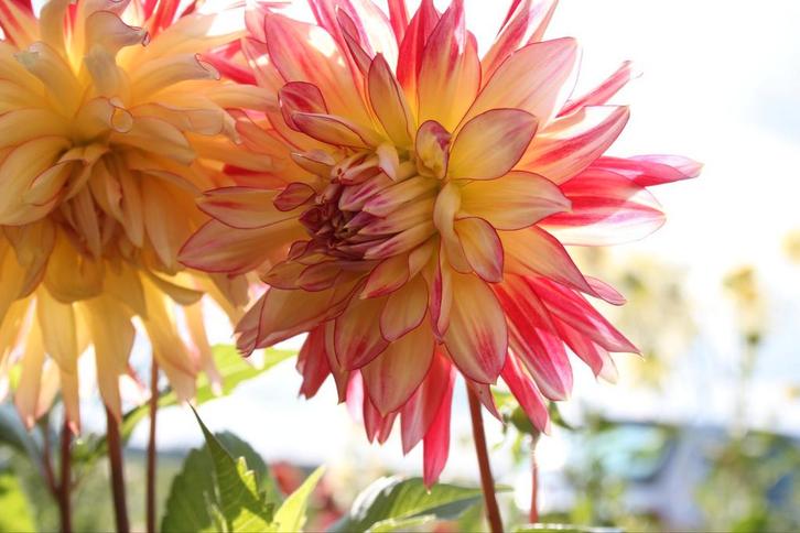 Dahlia Procyon, Tuin en Terras, Bloembollen en Zaden, Knol, Volle zon, Ophalen of Verzenden