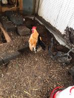 Serama’s te koop. ( zie omschrijving), Dieren en Toebehoren, Pluimvee, Meerdere dieren, Kip