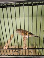 Bastaard, Dieren en Toebehoren, Vogels | Overige Vogels, Mannelijk, Wildzangvogel