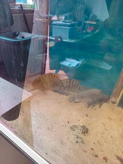malawi chiclide, Dieren en Toebehoren, Vissen | Aquariumvissen, Zoetwatervis, Vis, Schoolvis