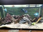 Blue acara  gratis ophalen., Dieren en Toebehoren, Vis