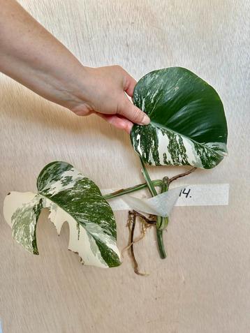 Monstera Albo stek met wortels beschikbaar voor biedingen