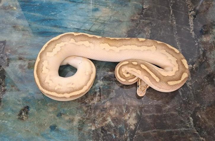 Python regius Ball Python - male for sale from A&B
