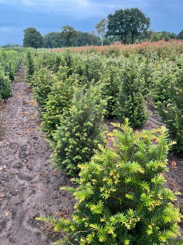 Taxus beschikbaar voor biedingen