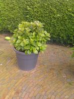 grote boeren hortensia in grote pot, Halfschaduw, Zomer, Vaste plant, Overige soorten
