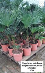 Palmboom trachycarpus wagnerianus winterhard., Ophalen, Palmboom
