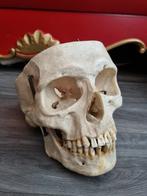 Mensen schedel, osteologie, taxidermie, Antiek en Kunst, Ophalen of Verzenden