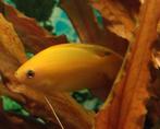 2 x Trichogaster chuna (Honing Goerami) goud, Dieren en Toebehoren, Vissen | Aquariumvissen, Vis, Zoetwatervis, Schoolvis