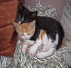4 leuk super gesocialeerde kittens te koop, Dieren en Toebehoren, Katten en Kittens | Overige Katten