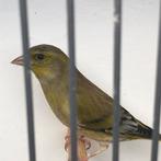Bastaard groenling x Europese sijs, Mannelijk, Wildzangvogel