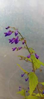 Isodon lobgituba noshoku, Tuin en Terras, Vaste plant, Halfschaduw, Herfst, Ophalen