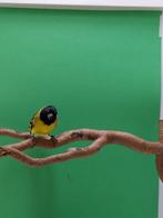 Zwartkopsijzen split, Dieren en Toebehoren, Meerdere dieren, Tropenvogel, Geringd