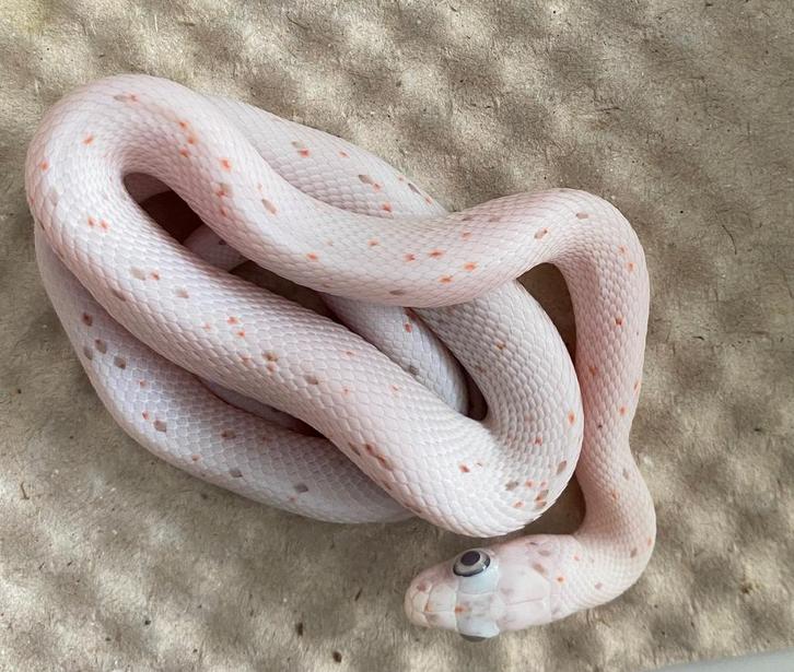 Mooie 1.0 Palmetto rattenslang (man)