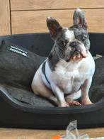 Franse bulletje, Dieren en Toebehoren, Honden | Bulldogs, Pinschers en Molossers, Particulier, CDV (hondenziekte), 1 tot 2 jaar
