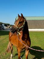 Lieve knappe B pony te koop, B, Gechipt, Ruin, 3 tot 6 jaar