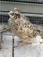 Japanse kwartel hen, Dieren en Toebehoren, Pluimvee, Vrouwelijk, Overige soorten