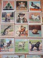 17 aap noot mies plaatjes, Ophalen of Verzenden, Overige thema's