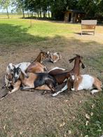 Heel lief koppeltje Nubische geiten met UBN registratie, Dieren en Toebehoren, Schapen, Geiten en Varkens, Vrouwelijk, Geit