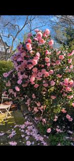 Camelia 2 meter, Ophalen, Volle zon