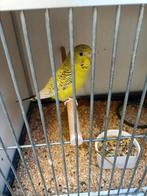 Pallid pop groen broedrijp, Dieren en Toebehoren, Vogels | Parkieten en Papegaaien, Vrouwelijk, Parkiet